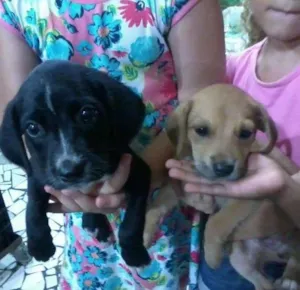 Cachorro raça Vira lata idade  nome nao sei