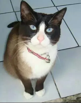 Gato ra a Srd mestiço siamês idade 3 anos nome Kuzco