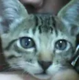 Chiquinho