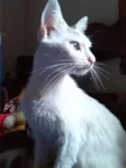 Nala