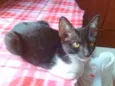 Gatinha