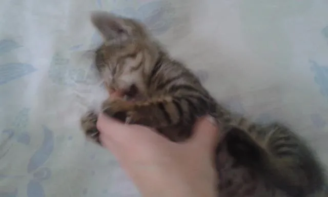 Gato ra a indefinida idade Abaixo de 2 meses nome Chiquinho
