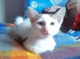 Bigode