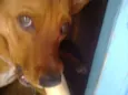 Odin