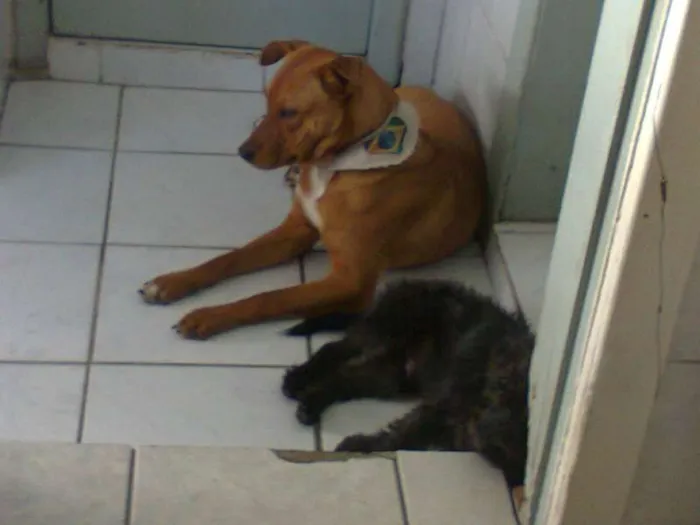 Cachorro ra a SRD idade 7 a 11 meses nome Odin