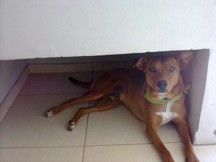Cachorro ra a SRD idade 7 a 11 meses nome Odin