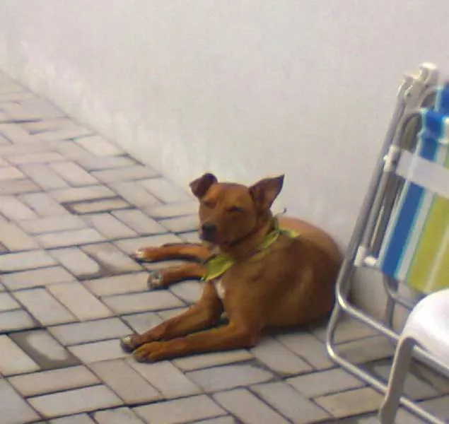 Cachorro ra a SRD idade 7 a 11 meses nome Odin