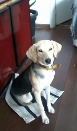 Cachorro raça Indefinida idade 7 a 11 meses nome Boni