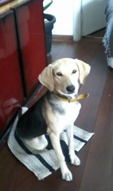 Cachorro ra a Indefinida idade 7 a 11 meses nome Boni
