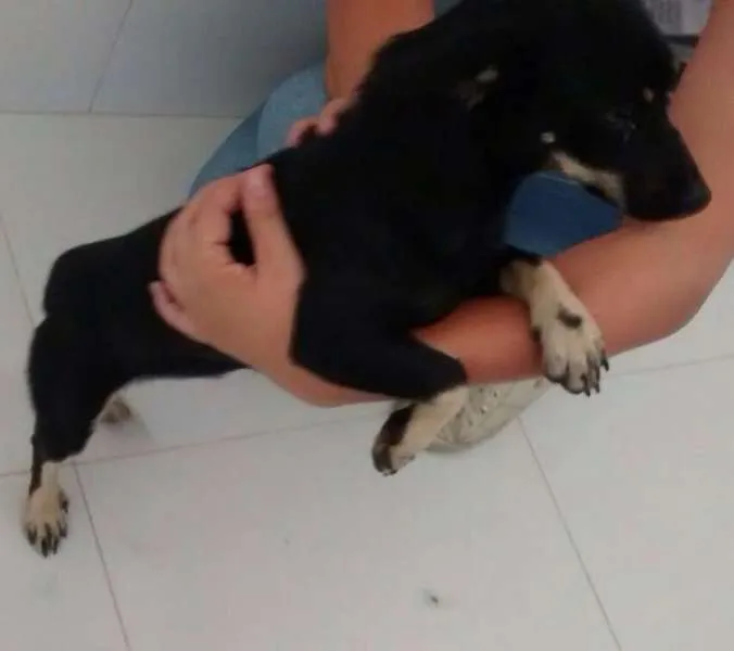 Cachorro raça SRD idade 7 a 11 meses nome Menina
