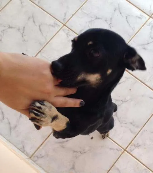 Cachorro raça SRD idade 7 a 11 meses nome Menina