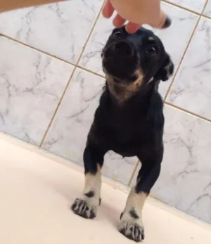 Cachorro raça SRD idade 7 a 11 meses nome Menina