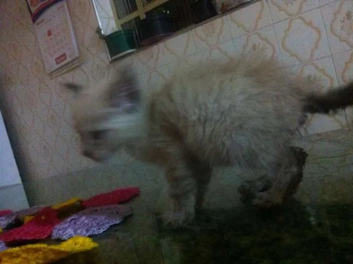 Gato ra a Siamês idade 2 a 6 meses nome gatos