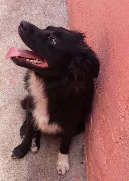 Cachorro ra a Vira Lata idade 1 ano nome Frederico