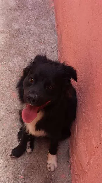 Cachorro ra a Vira Lata idade 1 ano nome Frederico