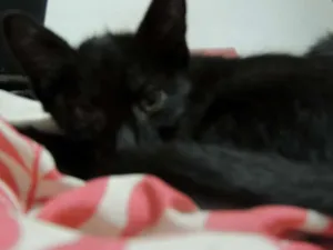 Gato raça indefinido idade Abaixo de 2 meses nome Não tem