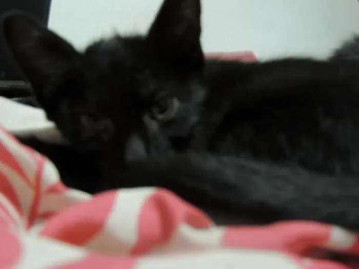 Gato ra a indefinido idade Abaixo de 2 meses nome Não tem