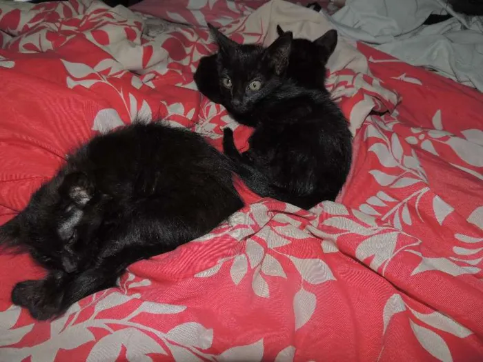 Gato ra a indefinido idade Abaixo de 2 meses nome Não tem
