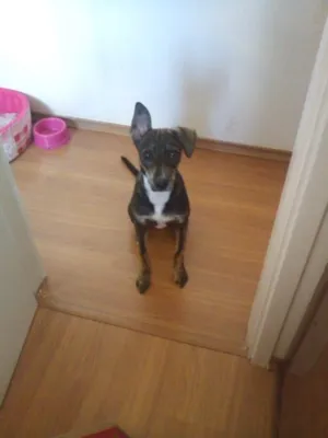 Cachorro raça srd idade 7 a 11 meses nome fiona