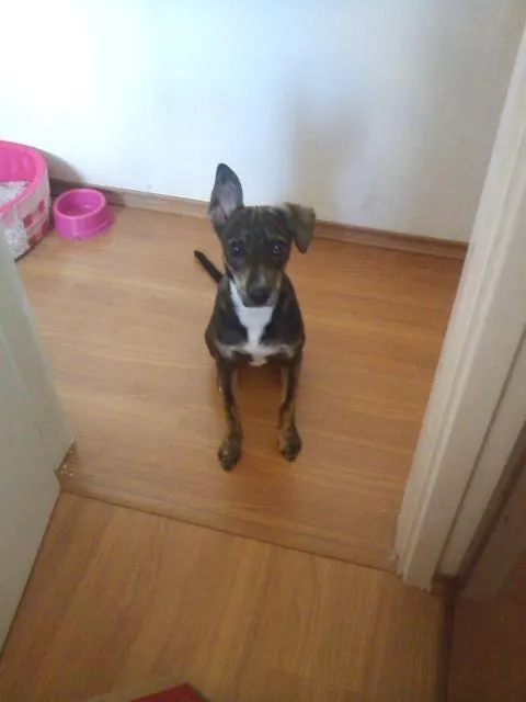 Cachorro ra a srd idade 7 a 11 meses nome fiona