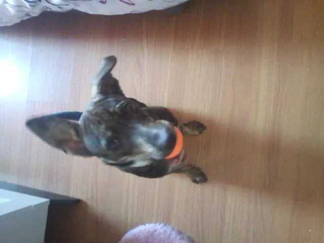 Cachorro ra a srd idade 7 a 11 meses nome fiona