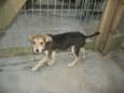 RUFUS