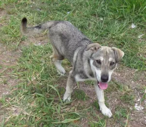 Cachorro raça Maltês idade 2 a 6 meses nome GUADALUPE