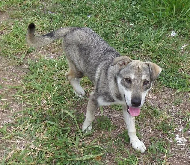 Cachorro ra a Maltês idade 2 a 6 meses nome GUADALUPE