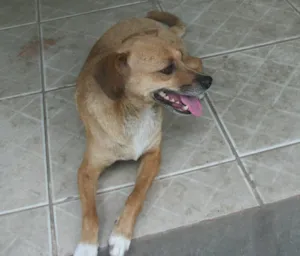 Cachorro raça NÃO DEFINIDA idade 2 anos nome DANDARA
