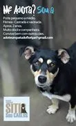 Cachorro ra a NÃO DEFINIDA idade 1 ano nome KRIKA