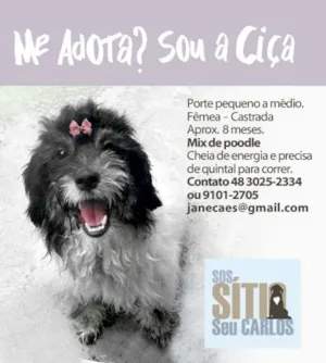 Cachorro raça NÃO DEFINIDA idade 1 ano nome CIÇA