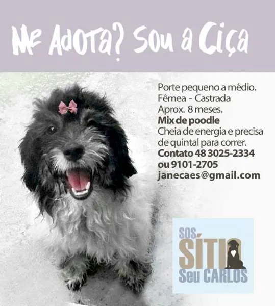 Cachorro ra a NÃO DEFINIDA idade 1 ano nome CIÇA
