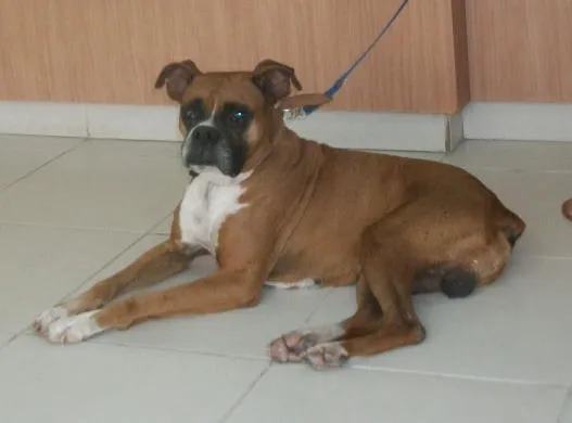 Cachorro ra a BOXER idade 6 ou mais anos nome GRANDÃO