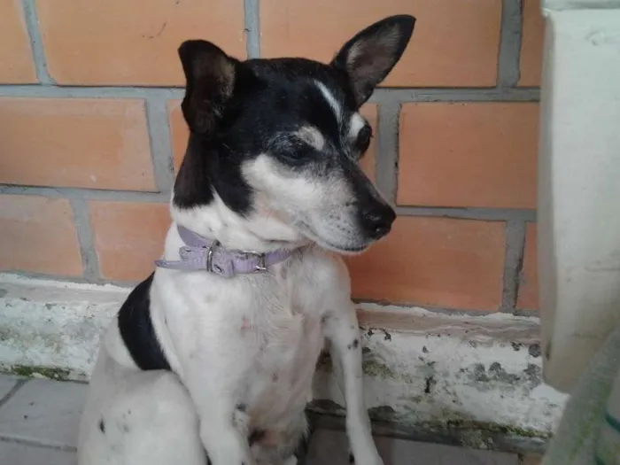 Cachorro ra a Fox Terrier idade 6 ou mais anos nome Tuca