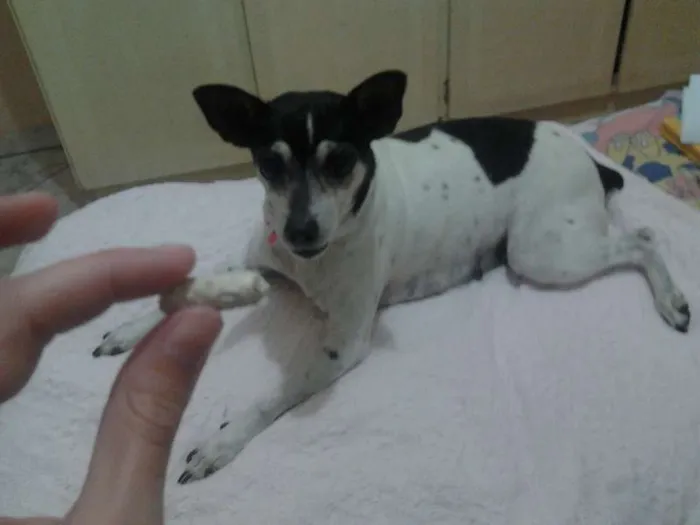 Cachorro ra a Fox Terrier idade 6 ou mais anos nome Tuca