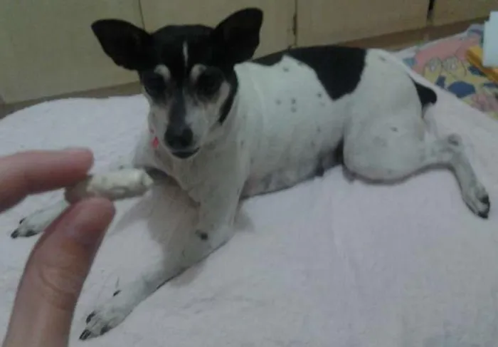 Cachorro ra a Fox Terrier idade 6 ou mais anos nome Tuca