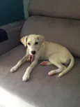 Amarula