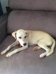 Amarula