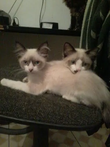 Gato ra a Mix de Siameses idade 2 a 6 meses nome Mix de Siameses
