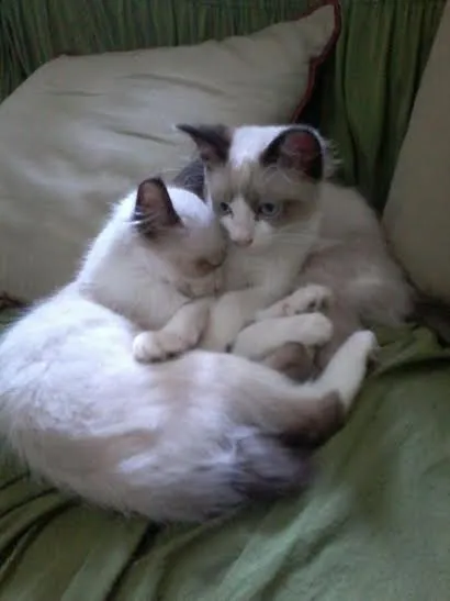 Gato ra a Mix de Siameses idade 2 a 6 meses nome Mix de Siameses