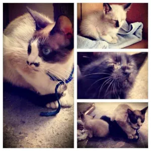 Gato raça SRD idade 2 a 6 meses nome Bebes