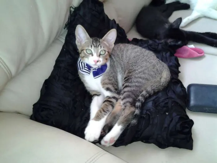 Gato ra a SRD idade 2 a 6 meses nome  Enrico