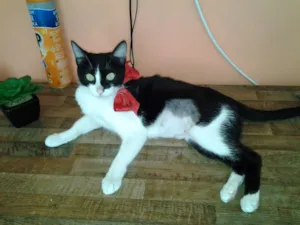 Gato raça SRD idade 1 ano nome Nany