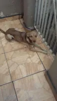 Cachorrinho