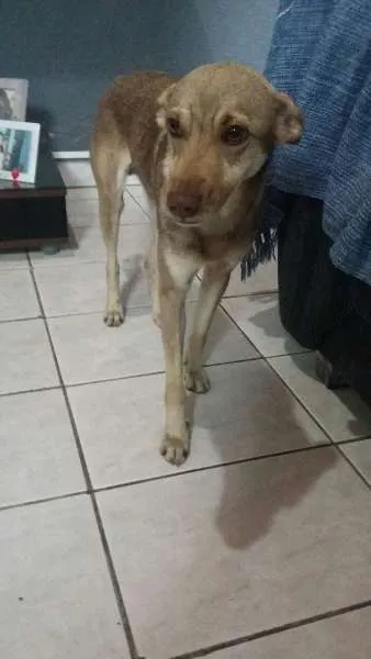 Cachorro ra a SRD idade 7 a 11 meses nome Cachorrinho
