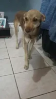Cachorrinho