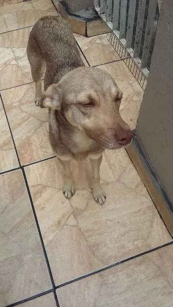 Cachorro ra a SRD idade 7 a 11 meses nome Cachorrinho