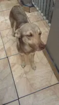 Cachorrinho