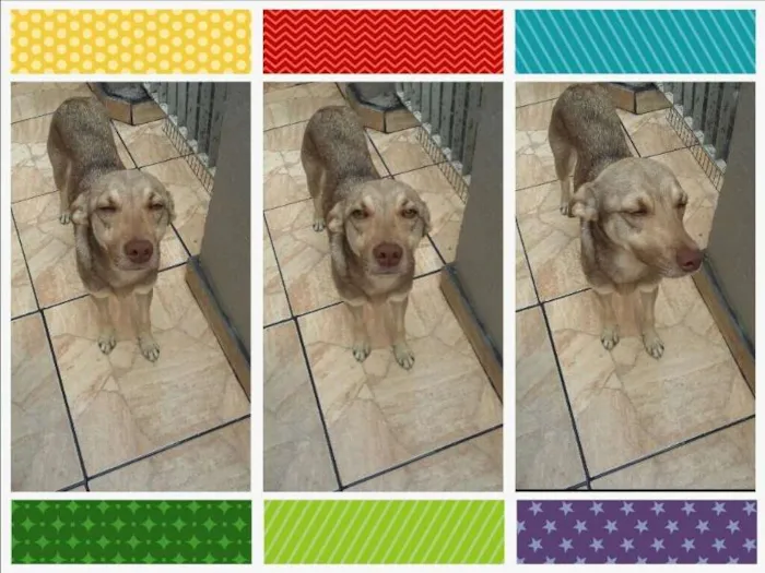 Cachorro ra a SRD idade 7 a 11 meses nome Cachorrinho