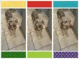 Cachorrinho